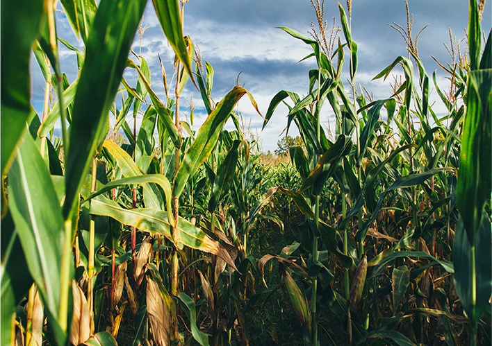 Corn-Photo Warren County Iowa